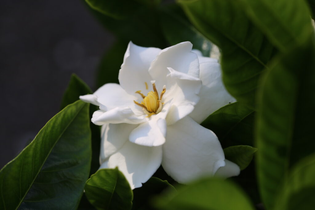 Aroma Gardenia